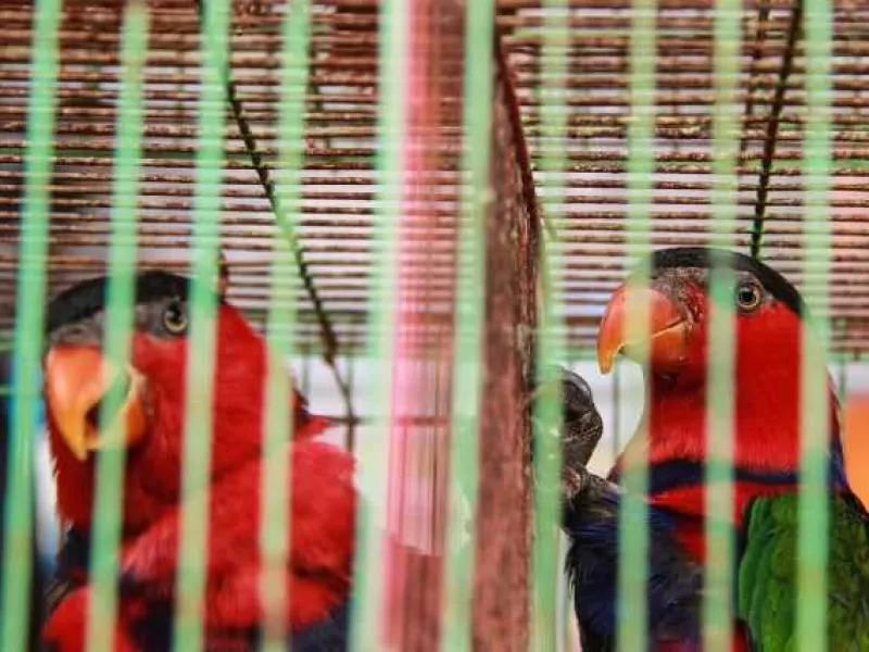 Jual Burung Nuri asal Papua, Warga Malang Diciduk Polisi