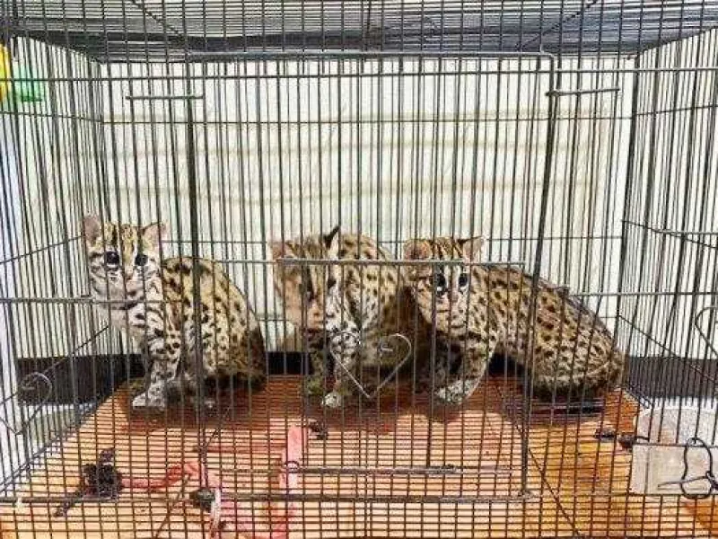 Jual Elang dan Kucing Hutan, Pria Asal Kalsel Diamankan Polisi