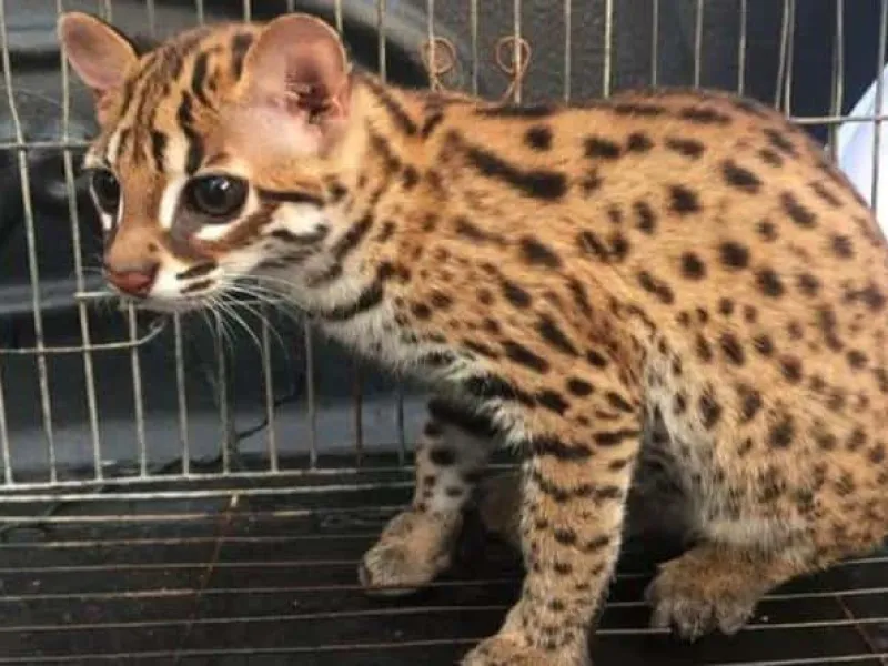 Jual Kucing Kuwuk, Warga Palembang Divonis 2,5 Tahun Penjara