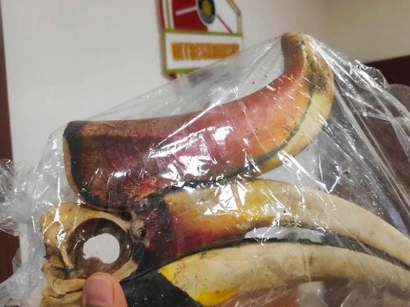 Jual Kuku Harimau hingga Paruh Burung Enggang, AH Diciduk Polisi