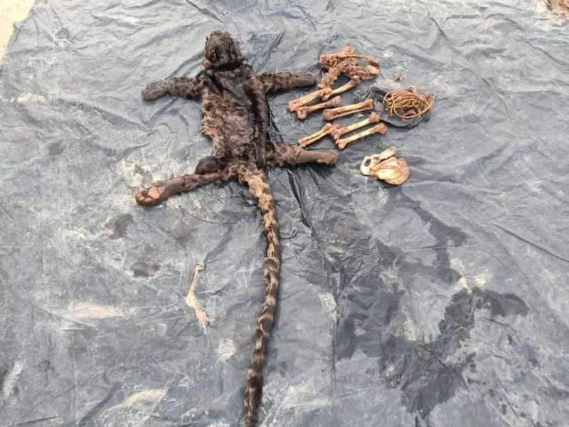 Featured image for Jual Kulit Macan Dahan, 2 Pelaku Ditangkap Polisi di Jambi