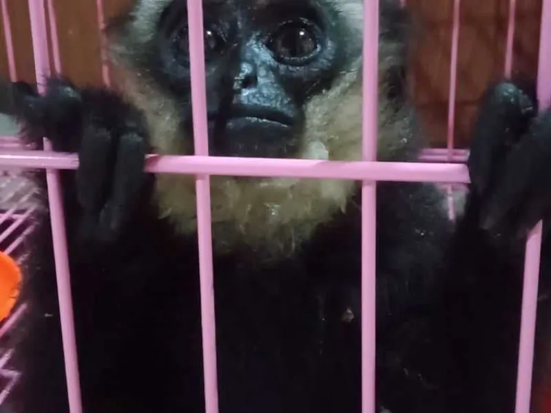 Jual Owa Ungko, Pelaku Dibekuk BKSDA Sumatera Barat