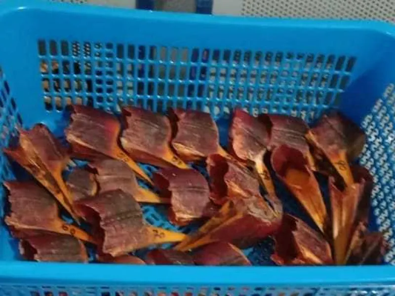 Jumlah Kritis, Paruh Rangkong Gading Diselundupkan Untuk Membuat Aksesoris