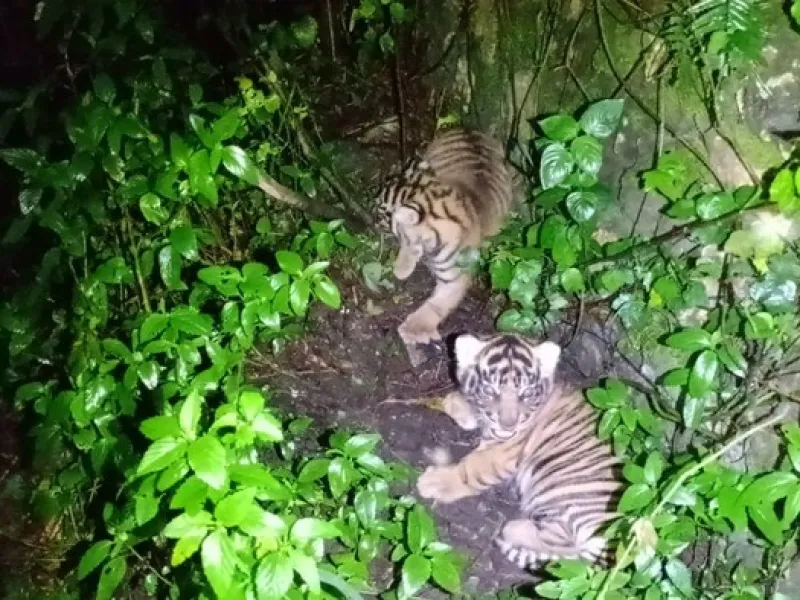 Kabar Baik, Dua Ekor Harimau Lahir di Suaka Barumun!