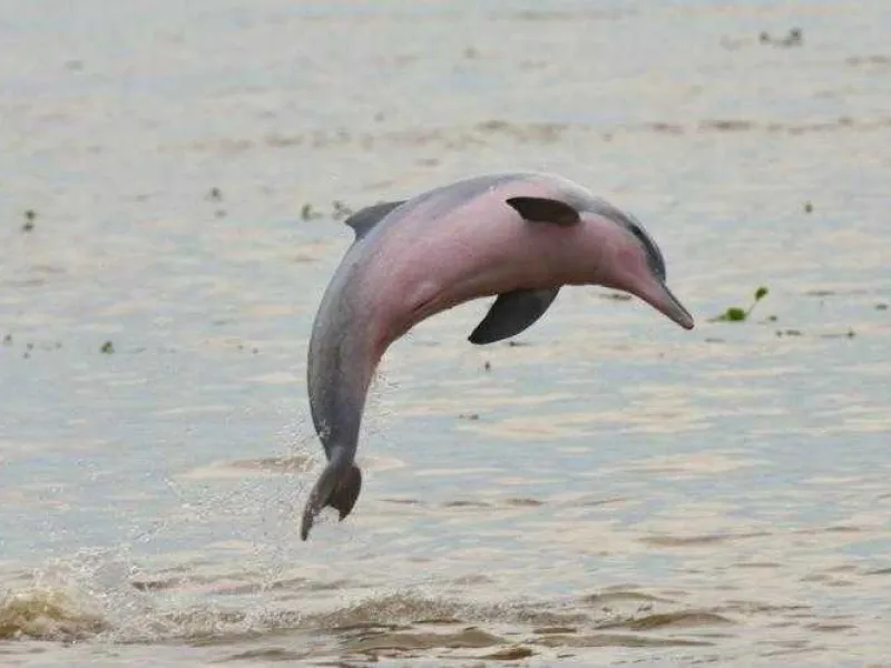 Kabar Buruk! 31 Spesies Dinyatakan Punah oleh IUCN