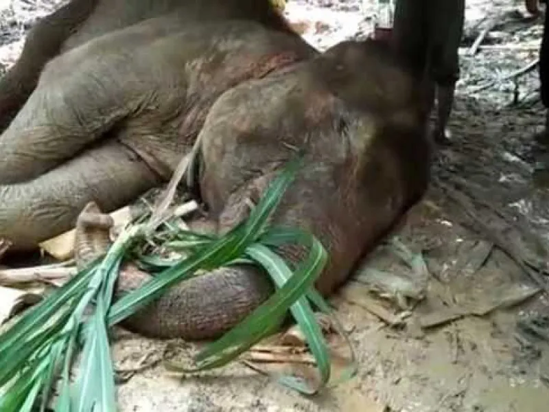 Kabar Duka! Seekor Gajah Mati di Aceh