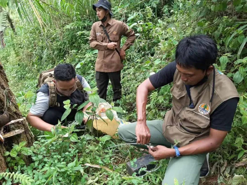 Featured image for Kabar Terbaru Terkait Keberadaan Harimau Jawa di Gunung Wilis