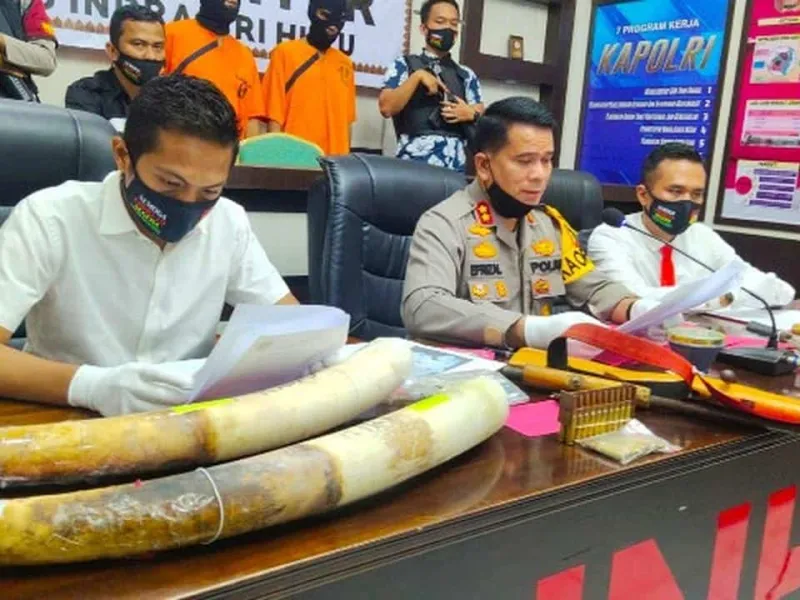 Featured image for Kabur 4 Bulan, Dua Pembunuh Gajah Sumatra Akhirnya Tertangkap