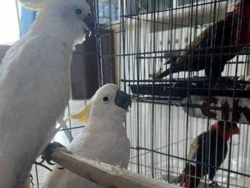Kakatua Jambul Kuning Hendak Diselundupkan, Lima Ekor Mati