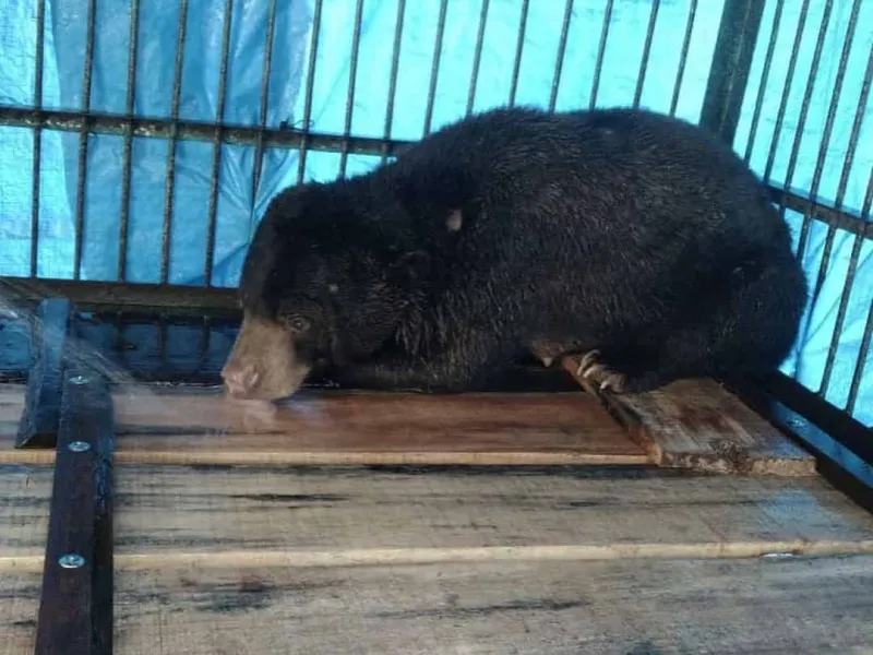 Kaki Beruang Madu yang Terperangkap Jerat di Aceh Harus Diamputasi