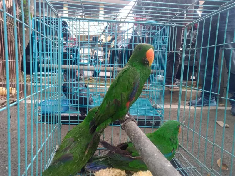 Kamar Kos di Solo Digerebek Karena Jadi Tempat Penyimpanan Satwa Dilindungi