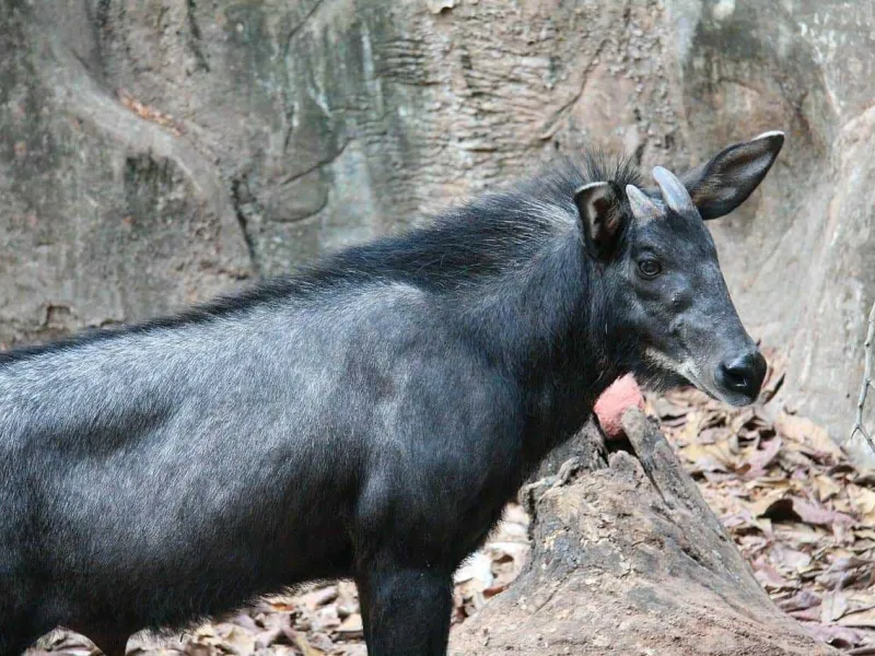 Kambing Hutan Sumatra, Si Hitam Tangguh Pemanjat Tebing