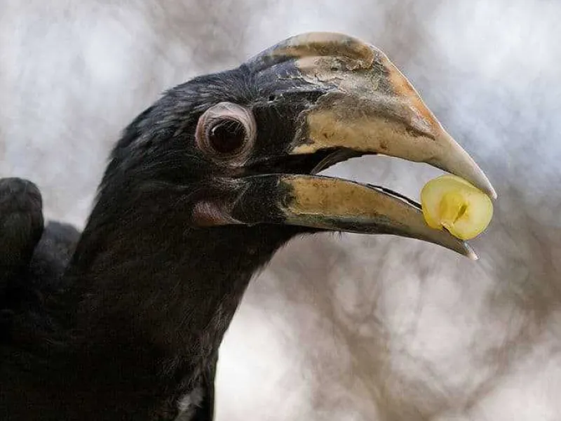 Kangkareng Hitam, Si Petani Hutan Bertubuh Kecil