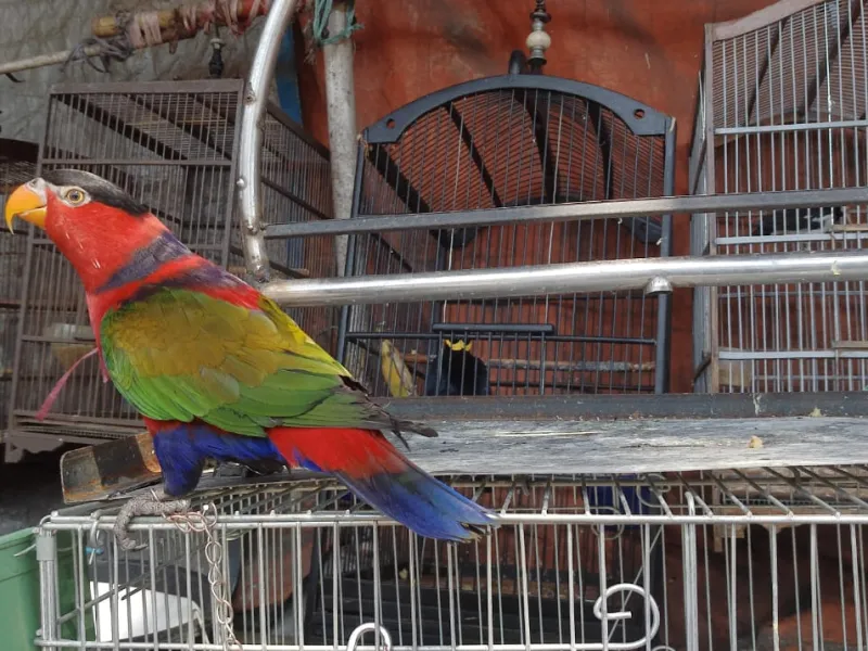 Kasturi Kepala Hitam, Burung Paruh Bengkok Populer Diperdagangkan