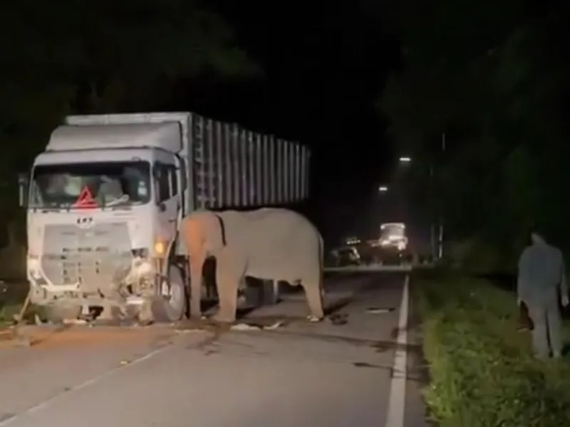 Kasus Anak Gajah Tertabrak Truk di Malaysia, Pembangunan Tak Boleh Hambat Pergerakan Gajah 