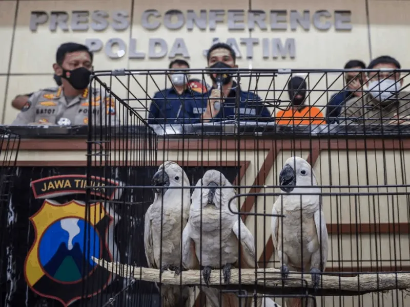 Kasus Jual Beli Burung Kakatua Maluku di Sidoarjo Ternyata Libatkan Oknum TNI AL