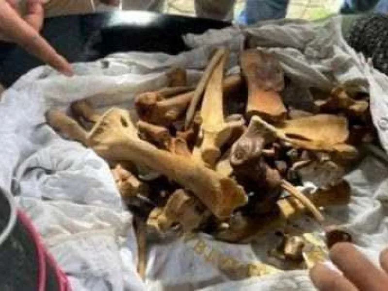 Kasus Perdagangan Satu Set Tulang Harimau Siap Disidangkan