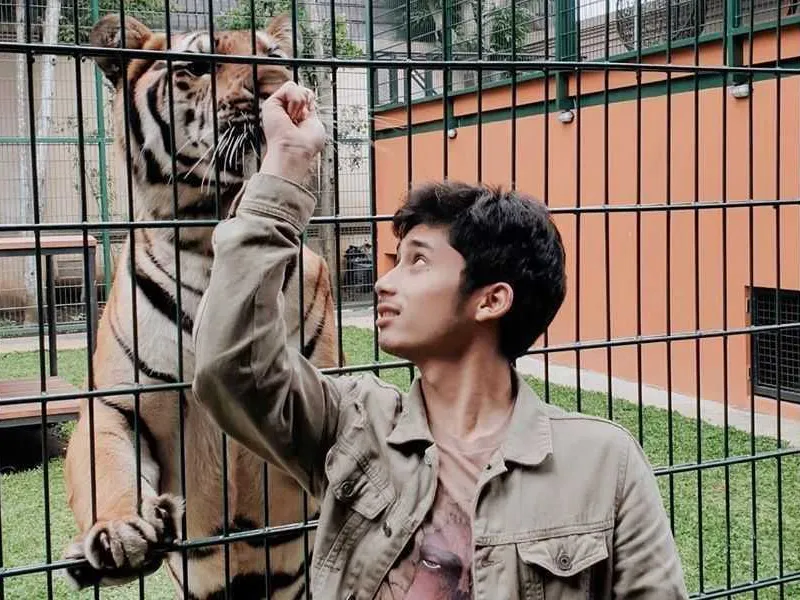 Kejanggalan Penangkaran Harimau Benggala Milik Alshad Ahmad