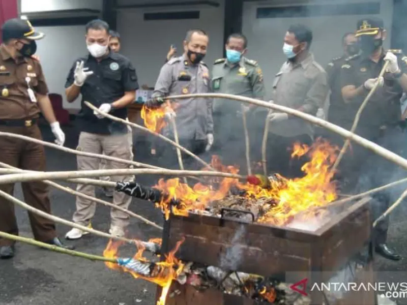 Kejari Agam Musnahkan Sisik Trenggiling dan Satu Set Tulang Harimau