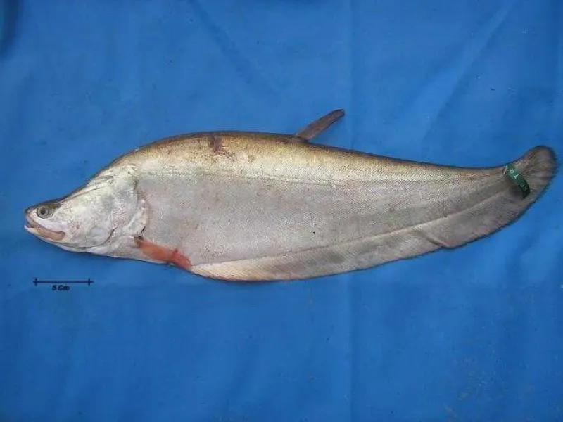 Kenali 4 Jenis Ikan Belida yang Dilindungi