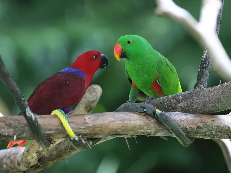 Kenali Ciri Burung Nuri yang Tidak Boleh Dipelihara dan Diperdagangkan