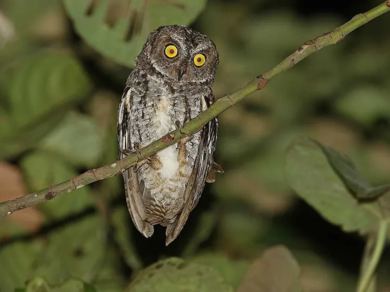 Kenali Jenis Burung Hantu yang Tidak Boleh Dipelihara (Bagian I)