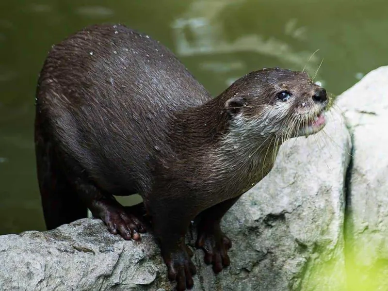 Kenali Jenis Otter yang Tidak Boleh Dipelihara di Indonesia