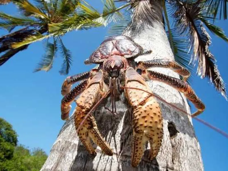 Kepiting Kenari, Satwa Buru yang Kini Terancam Punah