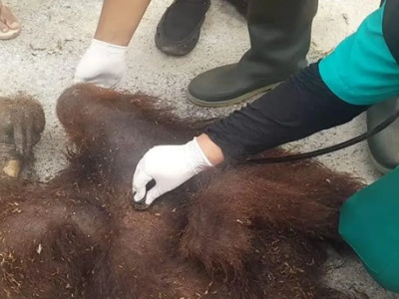 Kesalahan Penanganan Diduga Sebabkan Kematian Orangutan yang Tersengat Listrik