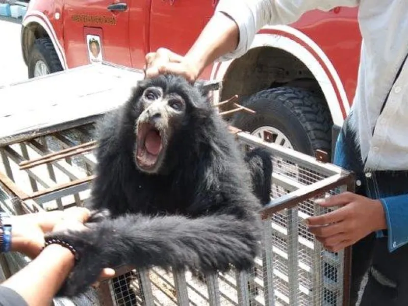 Ketahuan Bawa Siamang, 4 Pemuda Ditangkap Polisi
