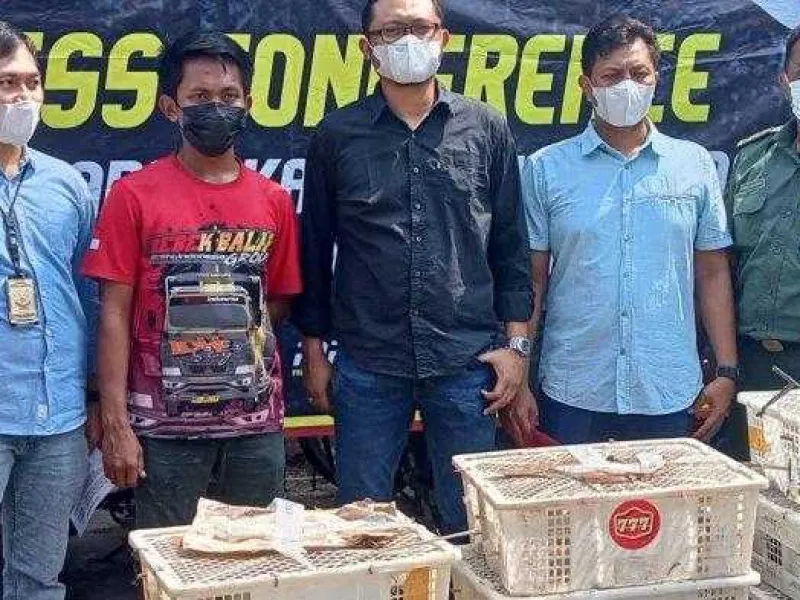 Ketahuan Menyelundupkan 2.083 Burung Berkicau, Sopir Truk Ditangkap