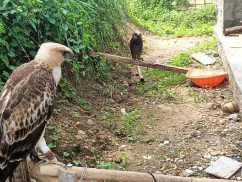 Ketahuan Pelihara Burung Dilindungi, Warga Bogor Didatangi Petugas Gakkum KLHK