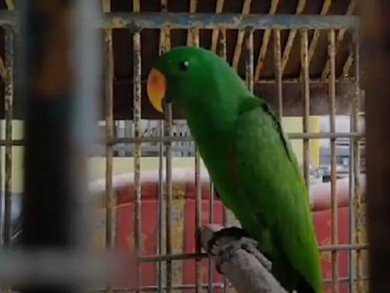 Ketahuan, Penjual Satwa Dilindungi di Pandeglang Melarikan Diri