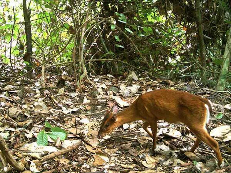 Featured image for Kijang Emas, Satwa Langka yang Dikhawatirkan Sudah Punah
