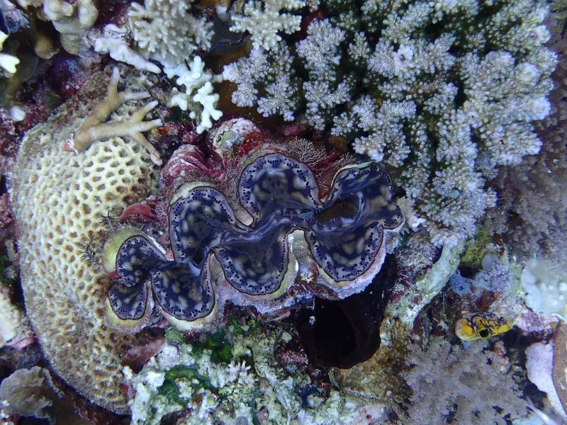 Featured image for Kima, Kerang Raksasa yang Terancam Punah