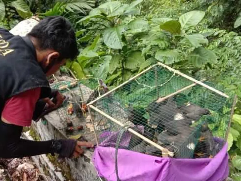 Kirim 32 Jalak Kerbau Tanpa Dokumen, 2 Pelaku Diberi Pembinaan