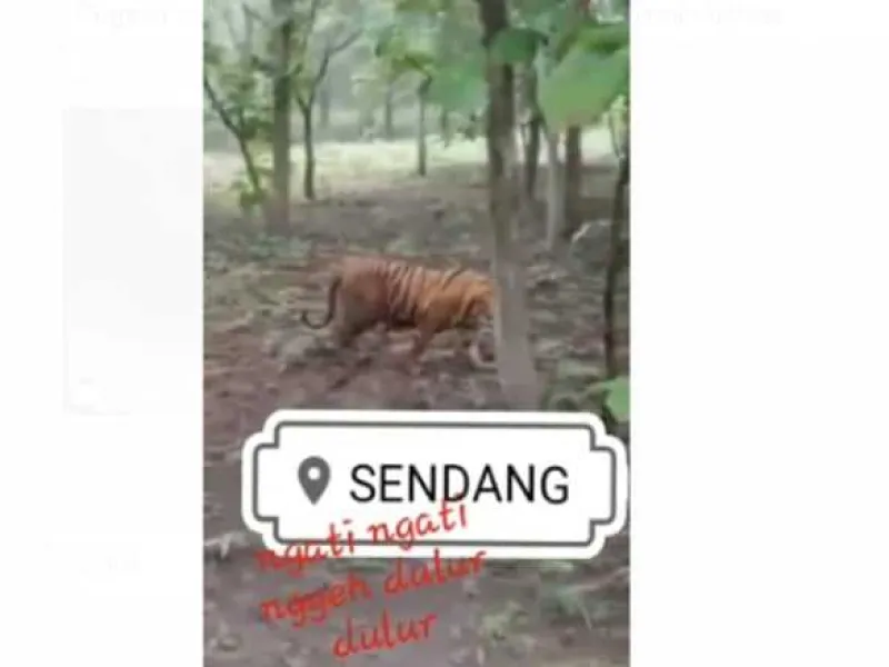 Klarifikasi BKSDA Terkait Video Harimau Loreng yang Viral