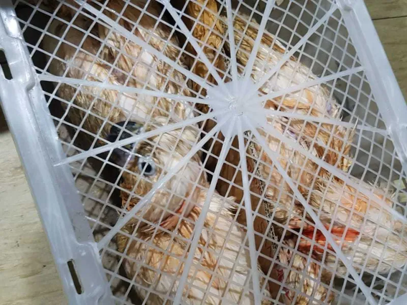 KLHK: Burung Kakatua Satwa Paling Banyak Diperdagangkan Secara Ilegal