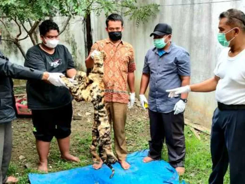 KLHK dan Polda Aceh Tangkap Penjual Kulit Harimau Senilai 70 Juta