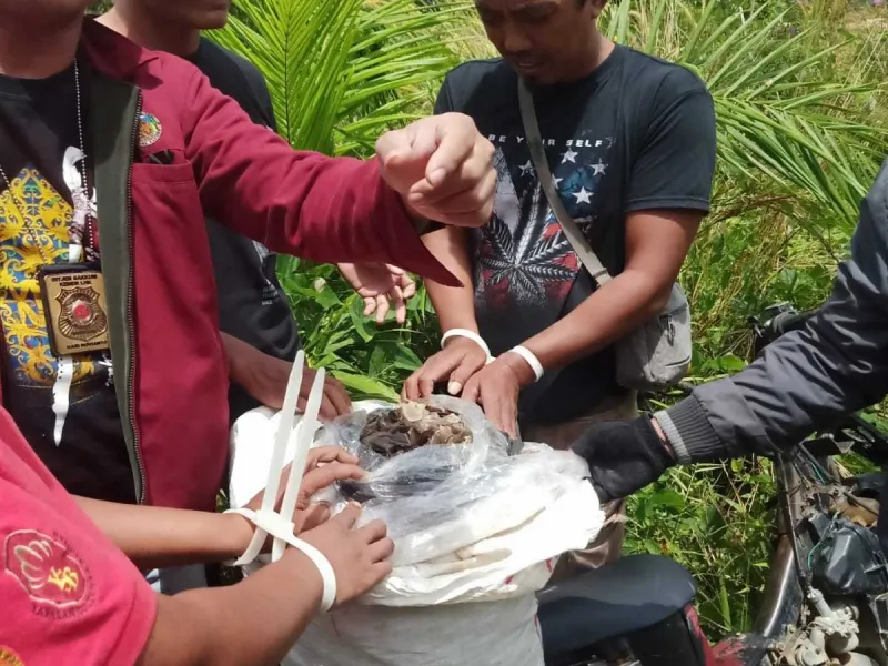 KLHK Gagalkan Perdagangan Sisik 140 Ekor Trenggiling