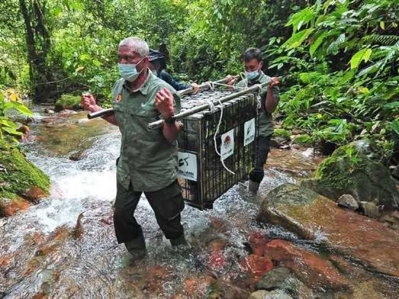 KLHK Lepasliar 27 Satwa di Taman Nasional Kerinci Seblat