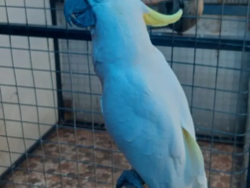 KLHK Sita 10 Burung Dilindungi Dari Nenek 70 Tahun