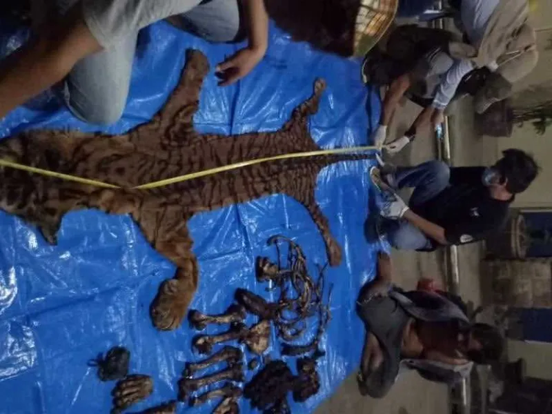 KLHK Ungkap Perdagangan Kulit dan Tulang Harimau Sumatera