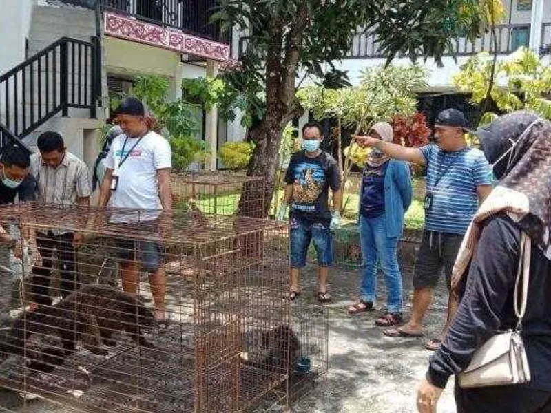 Koleksi Satwa Dilindungi Sebagai Hobi, Warga Kalbar Terancam 5 Tahun Penjara