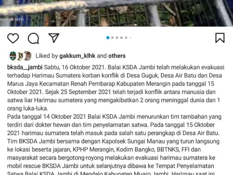 Kondisi Kesehatan Harimau di Jambi Belum Stabil