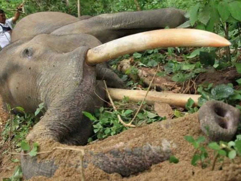 Konflik Gajah dan Manusia Meningkat, Gubernur Aceh Bentuk Tim Khusus