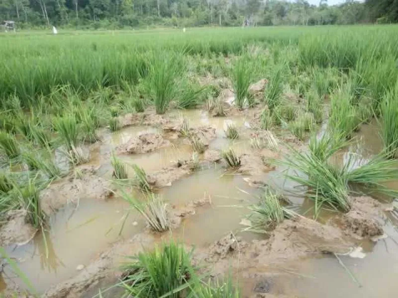 Featured image for Konflik Gajah Liar Kembali Terjadi, Warga Blang Teungku Minta Pembangunan CRU