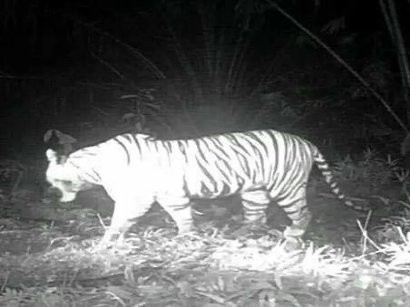 Konflik Harimau Kembali Terjadi, 5 Lembu Jadi Mangsa