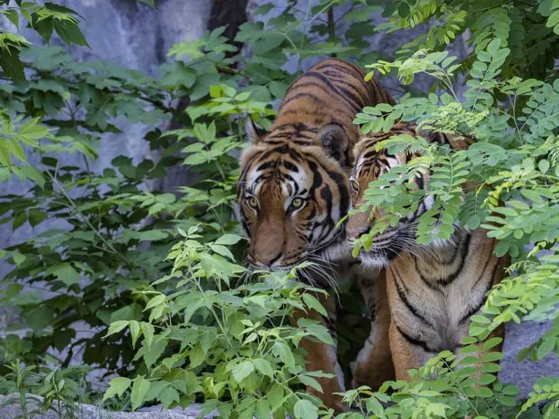 Konflik Harimau Sumatera Kembali Terjadi, BBKSDA Pasang Jebakan
