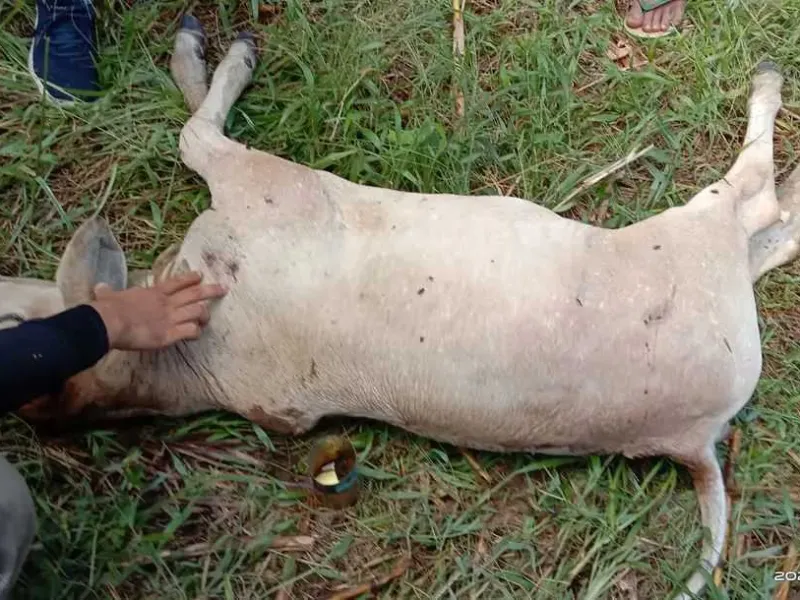 Konflik Harimau Sumatera Kembali Terjadi di Kabupaten Agam